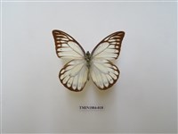 藏品(鋸粉蝶)的圖片